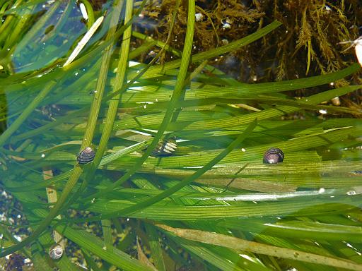 Surf grass and periwinkles, Lucy Islands.jpg - Surf grass ( Phyllospadix scouleri ) and Sitka periwinkles ( Littorina sitkana ), Lucy Islands